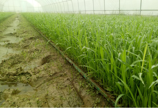 上高县泗溪镇曾家村大棚机插秧苗长势喜人